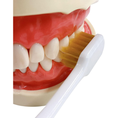 Close-up of EBiSU Premium Care Select Japanese toothbrush polishing tooth surface for effective plaque removal