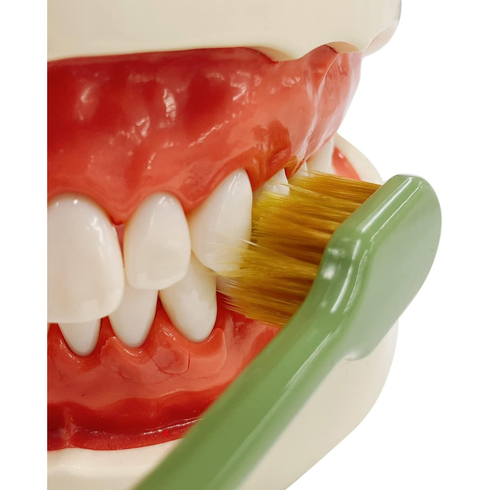 EBiSU PREMIUM CARE ECO #62 Japanese toothbrush with regular head and medium bristles cleaning along the gum line, showing gentle gum care brushing, Made in Japan