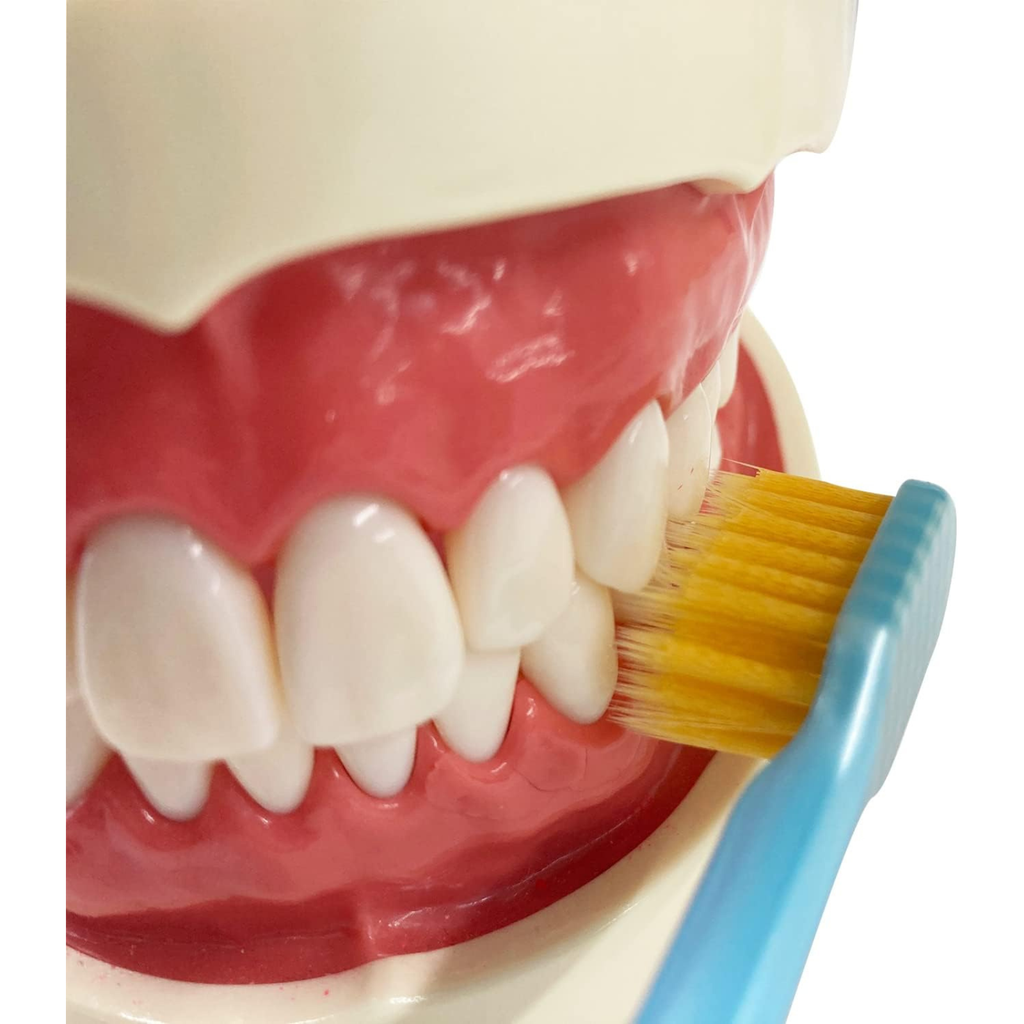 Close-up demonstration of an EBiSU Premium Care Select J12 Japanese toothbrush removing plaque along the gum line