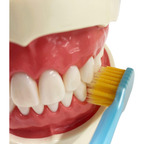 Close-up demonstration of an EBiSU Premium Care Select J12 Japanese toothbrush removing plaque along the gum line