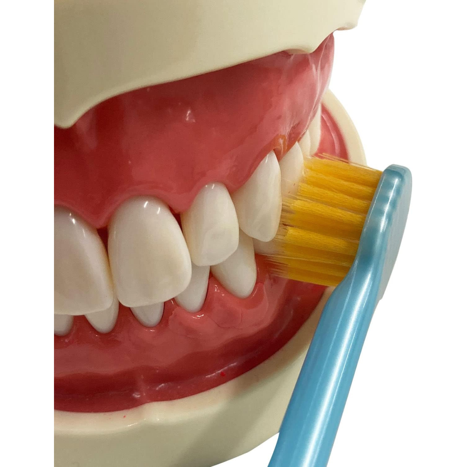 EBiSU Premium Care Select toothbrush cleaning along the gumline to remove plaque gently and effectively