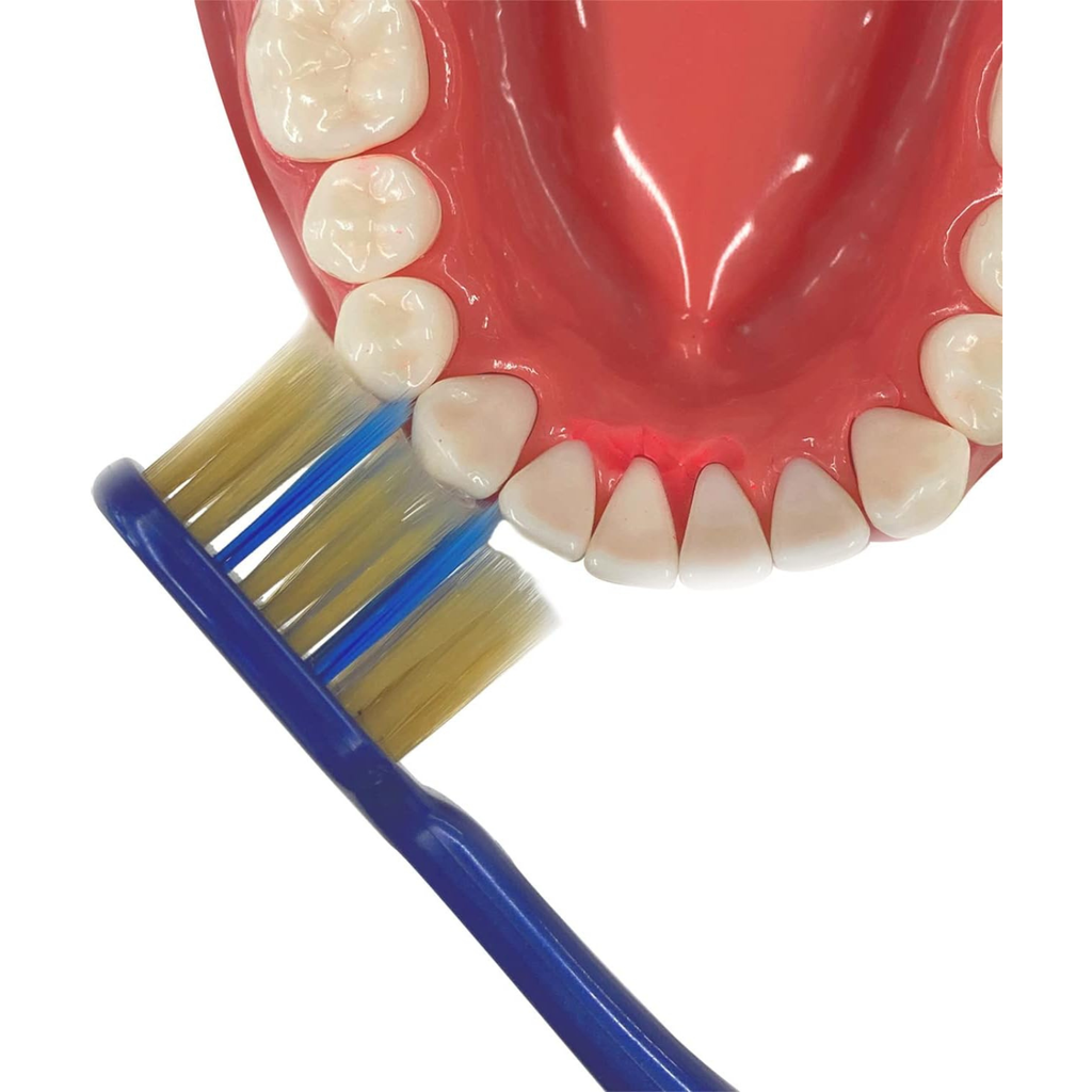 EBiSU Sukima Plus T61 T62 Japanese toothbrush cleaning between teeth, designed for gentle gum care