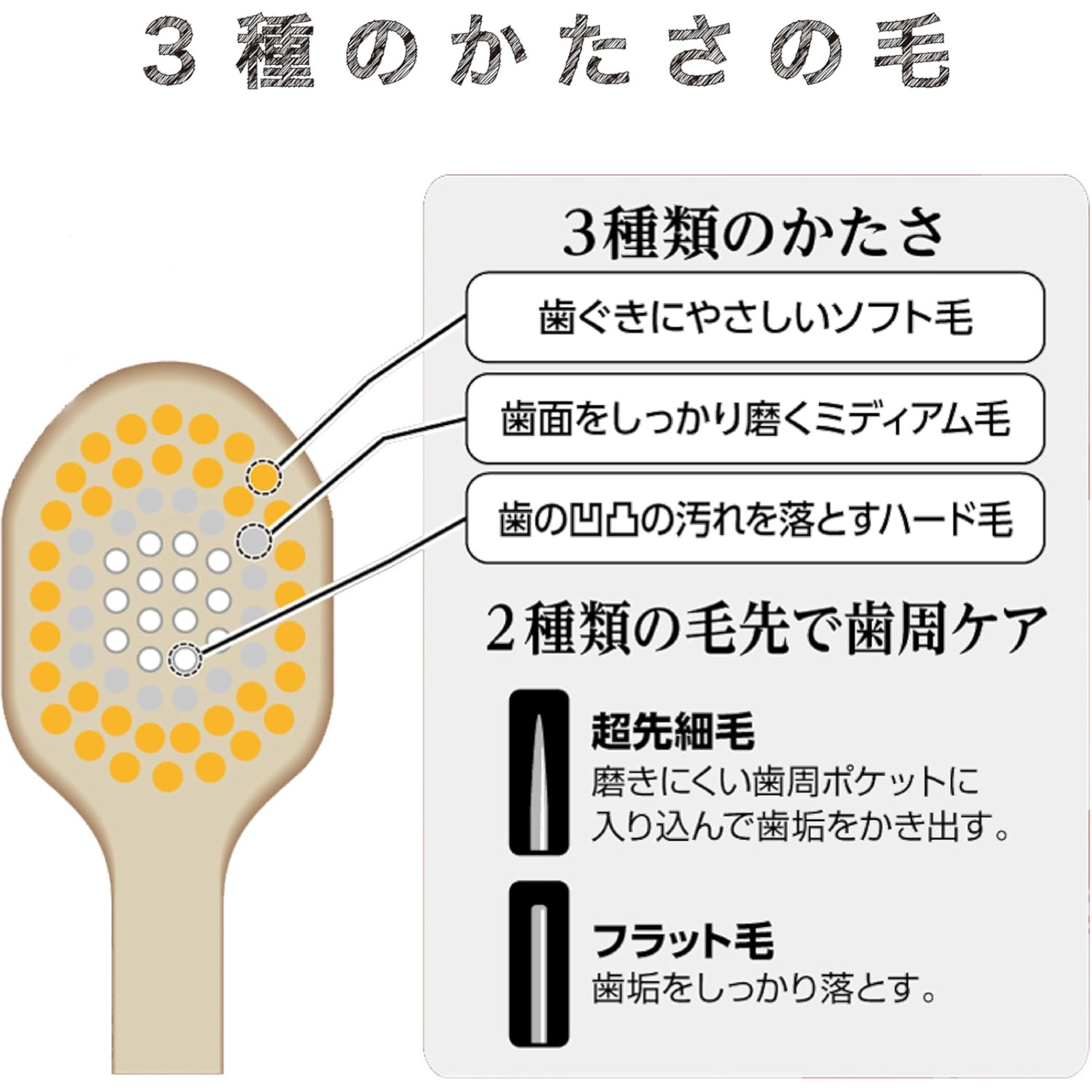 EBiSU THE PREMIUM CARE 8-Row Regular Toothbrush｜Diagram showing Triple Hardness Bristle Structure with Soft, Medium and Hard Layers, plus Dual-Tip Design for Gum and Tooth Cleaning｜Japanese Toothbrush Made in Japan｜Now available in the UK